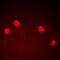 Cell Division Cycle Associated 7 antibody, GTX56087, GeneTex, Immunofluorescence image 