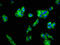 Free fatty acid receptor 1 antibody, LS-C673299, Lifespan Biosciences, Immunofluorescence image 