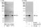 Cryptochrome-2 antibody, A302-615A, Bethyl Labs, Immunoprecipitation image 