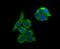 NCK Adaptor Protein 1 antibody, A02260-1, Boster Biological Technology, Immunocytochemistry image 