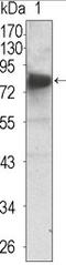 NT-3 growth factor receptor antibody, AM06365SU-N, Origene, Western Blot image 