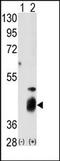 Dual Specificity Phosphatase 7 antibody, AP15266PU-N, Origene, Western Blot image 