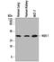 NAD(P)H Quinone Dehydrogenase 1 antibody, MAB7567, R&D Systems, Western Blot image 