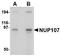 Nucleoporin 107 antibody, TA306611, Origene, Western Blot image 
