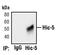 Transforming Growth Factor Beta 1 Induced Transcript 1 antibody, PA5-17540, Invitrogen Antibodies, Immunoprecipitation image 