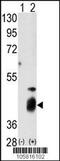 Dual Specificity Phosphatase 7 antibody, 63-477, ProSci, Western Blot image 