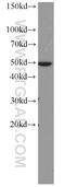 Collagen alpha-6(IV) chain antibody, 22014-1-AP, Proteintech Group, Western Blot image 