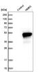 Hydroxymethylbilane Synthase antibody, HPA006114, Atlas Antibodies, Western Blot image 
