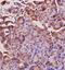 Angiotensin I Converting Enzyme antibody, orb10028, Biorbyt, Immunohistochemistry paraffin image 