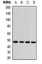 Jun Proto-Oncogene, AP-1 Transcription Factor Subunit antibody, LS-C368401, Lifespan Biosciences, Western Blot image 