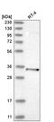 Parvin Gamma antibody, HPA031834, Atlas Antibodies, Western Blot image 