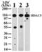 Histone deacetylase 5 antibody, ALX-210-340-C100, Enzo Life Sciences, Western Blot image 