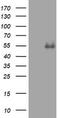 CD4 antibody, TA802010S, Origene, Western Blot image 