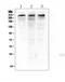 E1A Binding Protein P300 antibody, PB9178, Boster Biological Technology, Western Blot image 