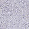 Bromodomain Containing 2 antibody, HPA042816, Atlas Antibodies, Immunohistochemistry frozen image 