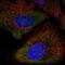 Purinergic Receptor P2X 5 antibody, NBP2-56419, Novus Biologicals, Immunofluorescence image 