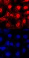 Karyopherin Subunit Alpha 2 antibody, AF6207, R&D Systems, Immunofluorescence image 