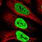 P542 antibody, HPA040971, Atlas Antibodies, Immunofluorescence image 