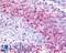 Probable G-protein coupled receptor 32 antibody, LS-A1680, Lifespan Biosciences, Immunohistochemistry paraffin image 