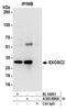Exosome complex exonuclease RRP4 antibody, A303-886A, Bethyl Labs, Immunoprecipitation image 