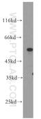 Pc4 antibody, 15106-1-AP, Proteintech Group, Western Blot image 