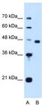 Cell cycle protein p38-2G4 homolog antibody, TA342439, Origene, Western Blot image 