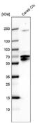POU Class 3 Homeobox 4 antibody, NBP2-68787, Novus Biologicals, Western Blot image 