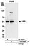 KRR1 Small Subunit Processome Component Homolog antibody, A303-898A, Bethyl Labs, Immunoprecipitation image 