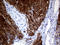 Anoctamin 1 antibody, TA803580S, Origene, Immunohistochemistry paraffin image 