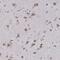 BEN Domain Containing 6 antibody, NBP1-88811, Novus Biologicals, Immunohistochemistry paraffin image 