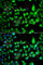 1-Aminocyclopropane-1-Carboxylate Synthase Homolog (Inactive) antibody, A7395, ABclonal Technology, Immunofluorescence image 
