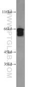BCL2 Associated Athanogene 4 antibody, 13913-1-AP, Proteintech Group, Western Blot image 