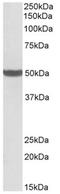 Pentatricopeptide Repeat Domain 2 antibody, AP32147PU-N, Origene, Western Blot image 