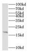 Ribosomal Protein L27a antibody, FNab07427, FineTest, Western Blot image 