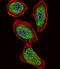 Pancreatic And Duodenal Homeobox 1 antibody, abx033652, Abbexa, Western Blot image 