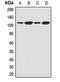 Fc Receptor Like 3 antibody, LS-C668979, Lifespan Biosciences, Western Blot image 