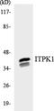 Inositol-Tetrakisphosphate 1-Kinase antibody, EKC1802, Boster Biological Technology, Western Blot image 