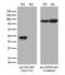 DnaJ Heat Shock Protein Family (Hsp40) Member B4 antibody, LS-C796278, Lifespan Biosciences, Western Blot image 