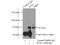Phosphoenolpyruvate Carboxykinase 1 antibody, 16754-1-AP, Proteintech Group, Immunoprecipitation image 