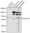 Solute carrier family 22 member 7 antibody, A15137, ABclonal Technology, Western Blot image 