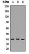 CD72 Molecule antibody, LS-C354588, Lifespan Biosciences, Western Blot image 