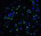 Killer cell immunoglobulin-like receptor 2DS2 antibody, NBP2-82102, Novus Biologicals, Immunofluorescence image 