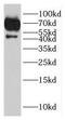 Nuclear receptor subfamily 6 group A member 1 antibody, FNab03392, FineTest, Western Blot image 