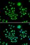 Flotillin 1 antibody, orb247308, Biorbyt, Immunocytochemistry image 