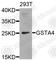 Glutathione S-Transferase Alpha 4 antibody, A8121, ABclonal Technology, Western Blot image 