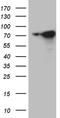 WASP Like Actin Nucleation Promoting Factor antibody, TA811278, Origene, Western Blot image 