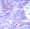 Wnt Family Member 1 antibody, ADI-905-617-1, Enzo Life Sciences, Immunohistochemistry frozen image 