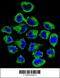 Coatomer Protein Complex Subunit Epsilon antibody, 55-787, ProSci, Immunofluorescence image 