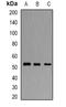 Nociceptin receptor antibody, orb381929, Biorbyt, Western Blot image 