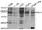 PBX Homeobox 1 antibody, LS-C349244, Lifespan Biosciences, Western Blot image 